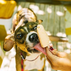 Cachorro lambendo sorvete
