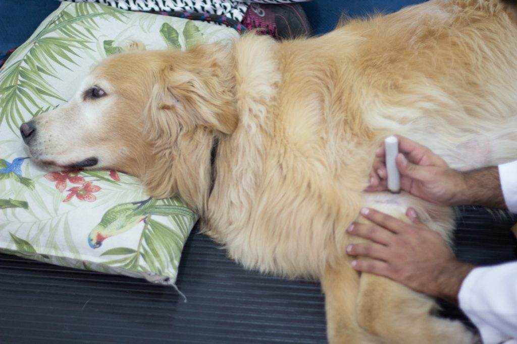 Tratamento Displasia de cotovelo em cães