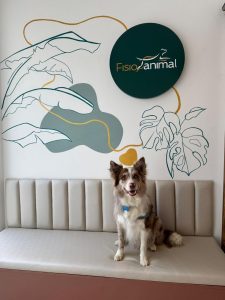 Fisioterapia Veterinaria Fortaleza