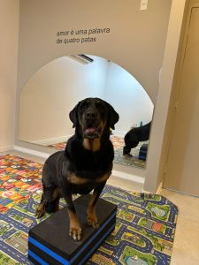 Fisioterapia Veterinaria Fortaleza